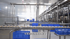 新疆奶雙十一加速出疆！“咱新疆奶紅遍全國”