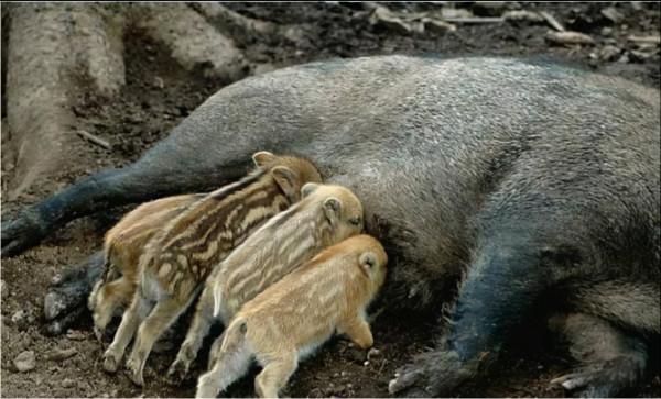 曾經的軍旅鐵腿兵王｜一腳誤中野豬口，斷送軍旅生涯路