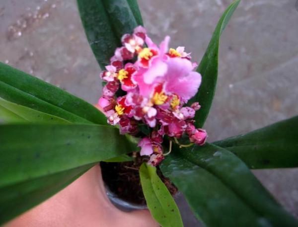 水澆多了會積水，要怎麼&OpenCurlyDoubleQuote;去水&rdquo;？學會這一招，積水能&OpenCurlyDoubleQuote;控制&rdquo;