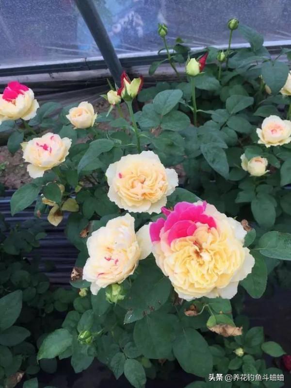 新手總養不好月季，就是因為這三動作“太勤快”，糾正就能爆盆了