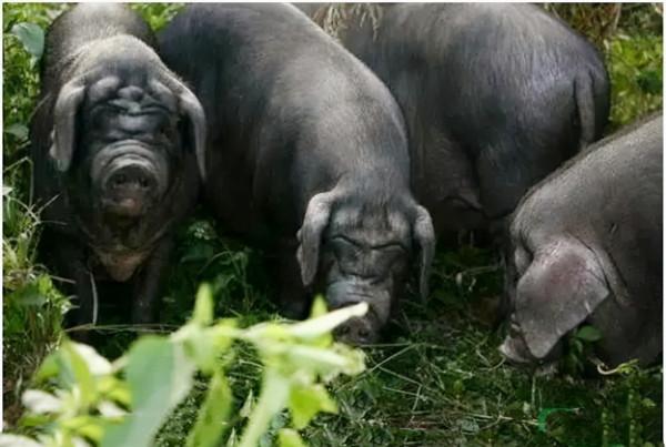 退伍老兵“騙”妻子1000萬,進深山與豬“作伴”,1年狂賺800萬 退伍老兵“騙”妻子1000萬,進深山與豬“作伴”,1年狂賺800萬