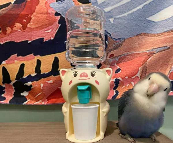 可愛到冒泡的“走地雞”