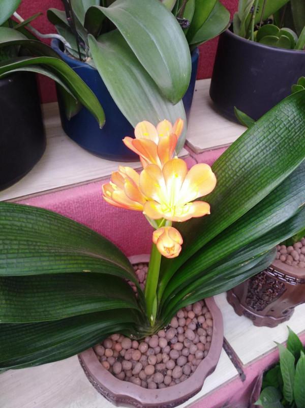 花市的收穫