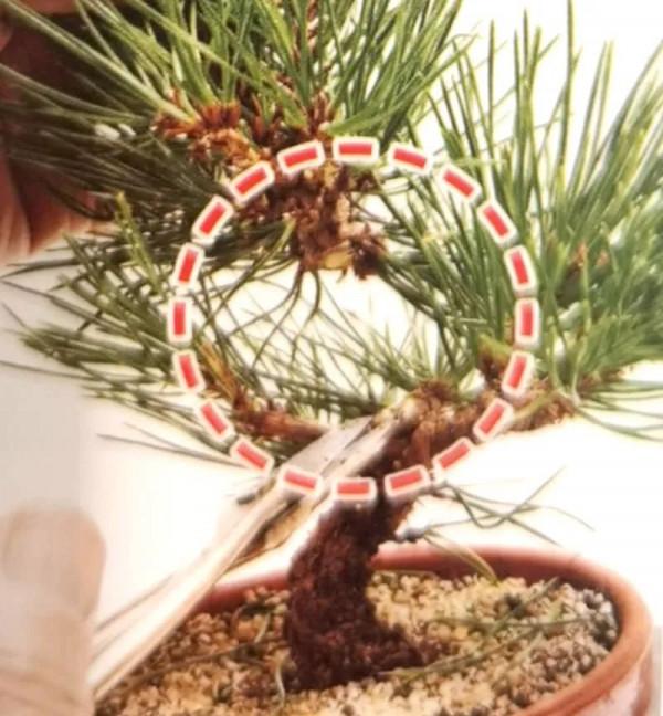 新手竟敢對黑松下手，18個月替它“逆天改命”，玩出盆景造型