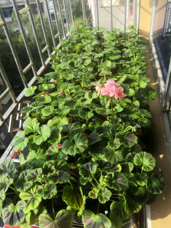 天竺葵的7個“大優點”,一年四季花不斷,家裡養十盆也不嫌多 天竺葵的7個“大優點”,一年四季花不斷,家裡養十盆也不嫌多