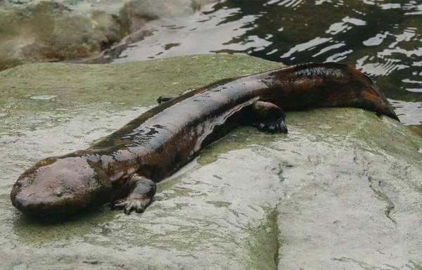 20個關於動物的圖片，居然有長得像綿羊的豬，長見識了