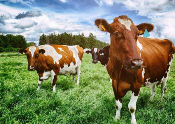 著名肉牛一天能長3斤肉,肌肉發達肉質細膩,為何我國不引入呢? 著名肉牛一天能長3斤肉,肌肉發達肉質細膩,為何我國不引入呢?