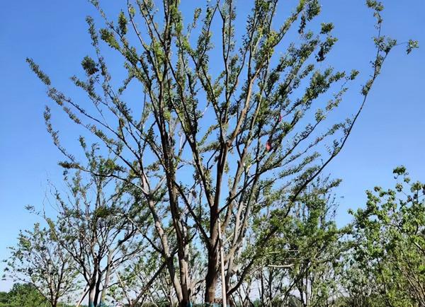 最新行情 | 本週熱門苗木市場價格一覽