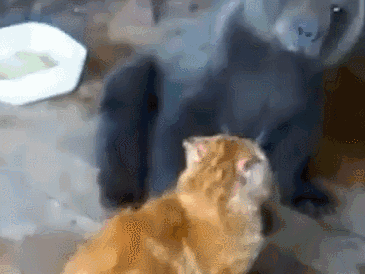 給大家看一下戰鬥民族是怎樣吸貓的？彪悍的貓咪能拉雪橇敢揍熊