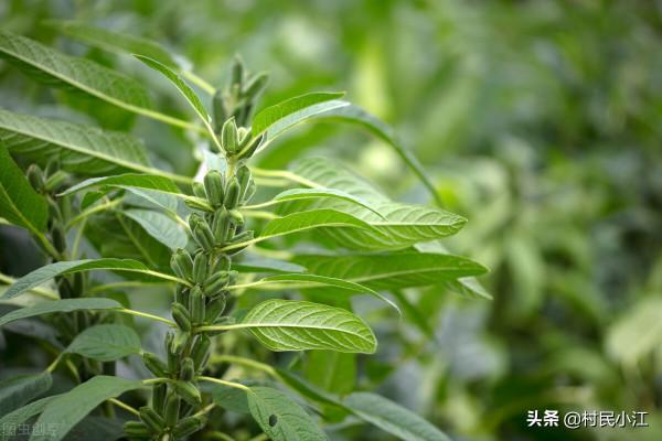 芝麻巧施肥,優質又增產 芝麻巧施肥,優質又增產