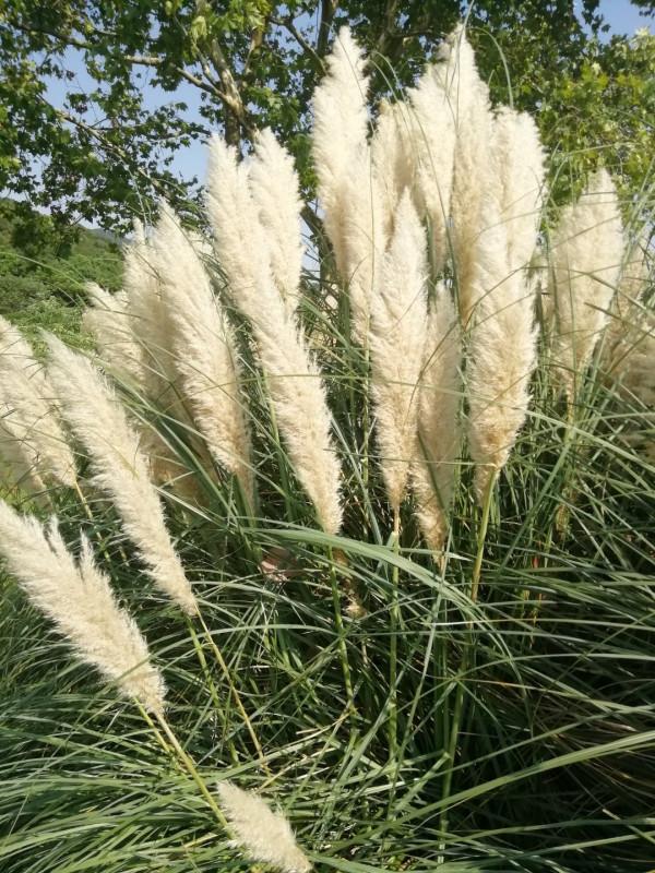 中秋佳節，蒲葦銀染