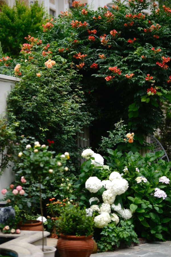東北花友走遍歐洲著名花園,回國後建了座四季有花的北方花園 東北花友走遍歐洲著名花園,回國後建了座四季有花的北方花園