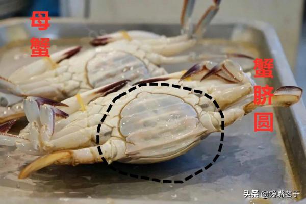 買梭子蟹不會挑?船老大教你3招,個個膏滿黃肥,保準一挑一個肥 買梭子蟹不會挑?船老大教你3招,個個膏滿黃肥,保準一挑一個肥