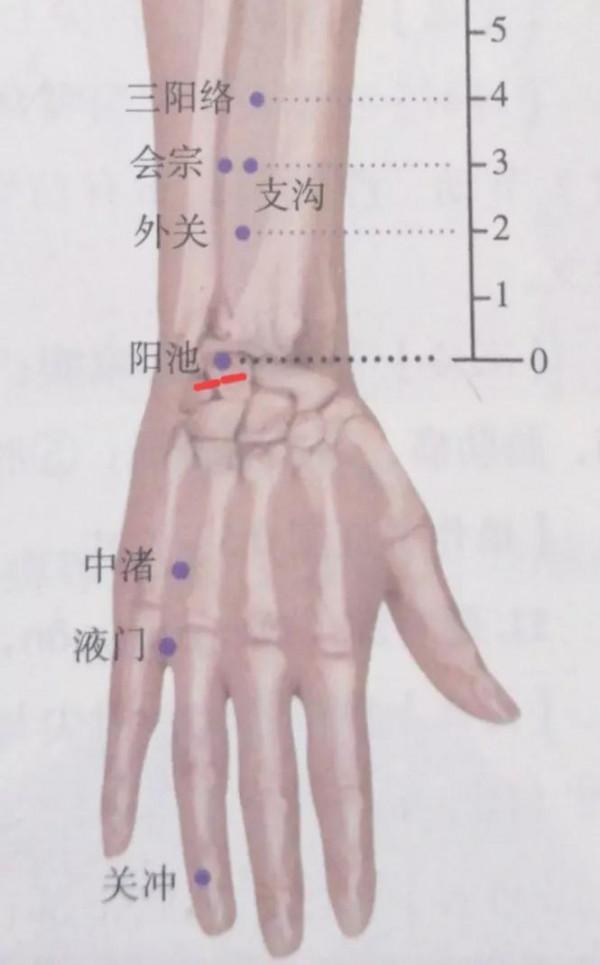 每日一穴——陽池穴 每日一穴——陽池穴
