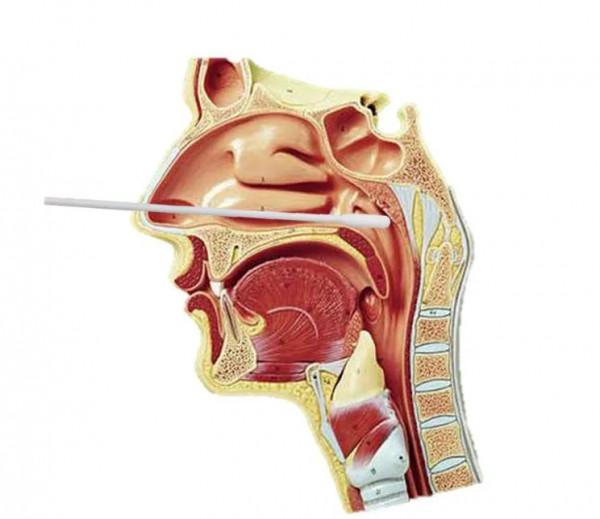 核酸檢測:如何享受爽歪歪的鼻拭子? 核酸檢測:如何享受爽歪歪的鼻拭子?
