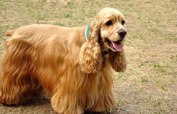 這幾種狗真的“太臭”了，體味重到沒朋友