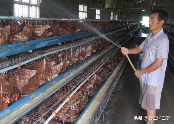老鼠一夜咬死85只小雞，雞場老闆用這三招，老鼠永遠不再來，厲害