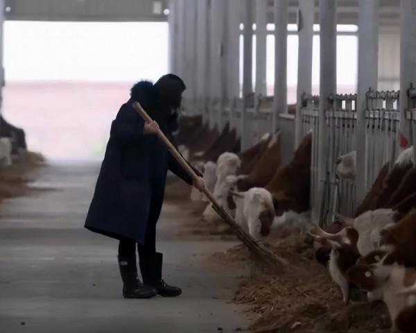 34歲河南美女，經營4個養殖場，養6千頭牛，年銷售額1.6億