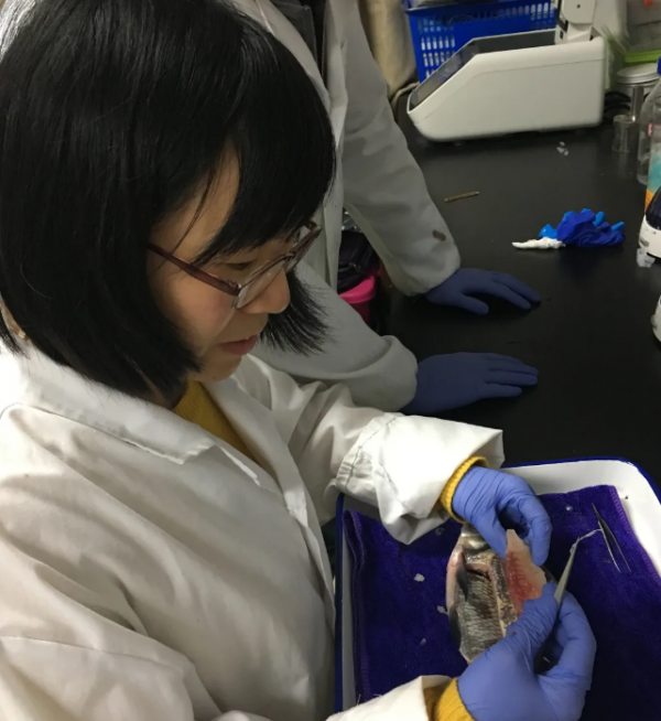 華中農業大學找到控制魚刺基因,科技改變生活,未來也許不犯愁吐刺