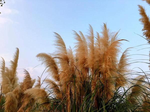 三垟溼地落日夕陽