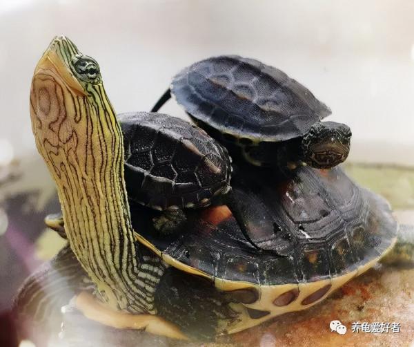 大家都喜歡將這種龜用來散養，難道有什麼特別之處？
