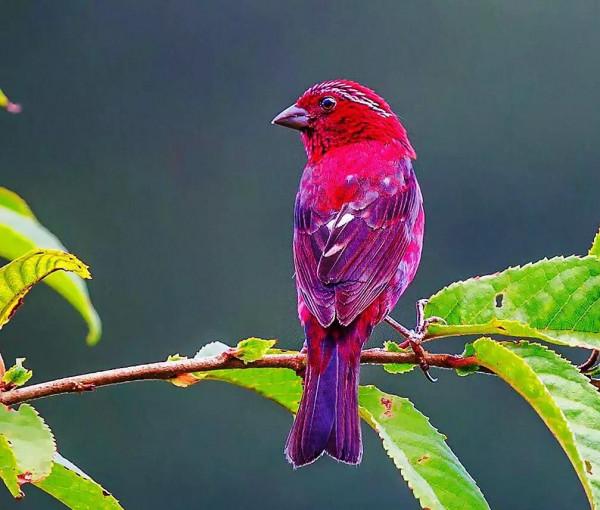 紅色鳥的圖片 紅色鳥的圖片