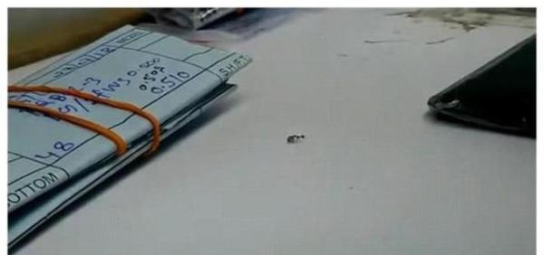 珠寶店角落一隻螞蟻在偷鑽石，店員：要不是及時發現，它就成功了