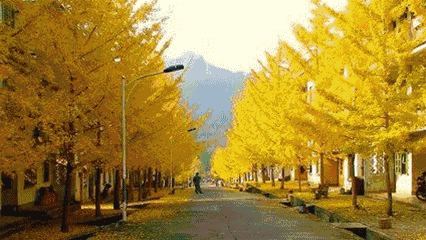 每到秋天,廣東的一些地方就變成了夢幻的童話 每到秋天,廣東的一些地方就變成了夢幻的童話