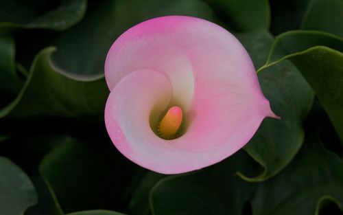 銀光綠裡似觀音，芋葉疑荷溼水斟&mdash;&mdash;海芋花