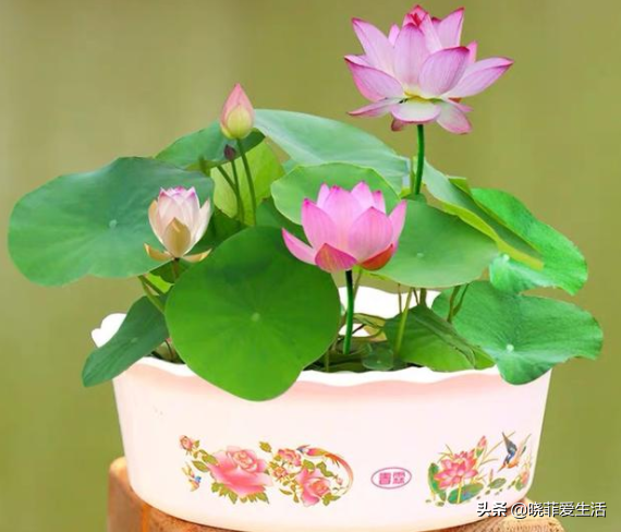 8種“喜水花”，不怕澆死了，越澆水長得越旺，手不勤養不活