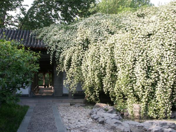 木香：望若香雪，高架萬條