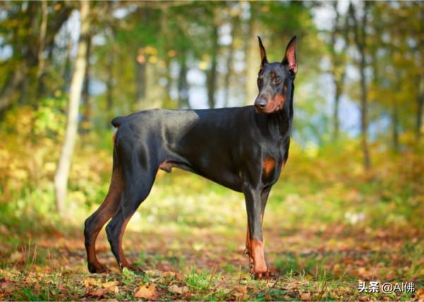 世界上跑得最快的狗 世界上跑得最快的狗