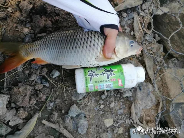 老鬼螺鯉釣鯉魚,yyds 老鬼螺鯉釣鯉魚,yyds
