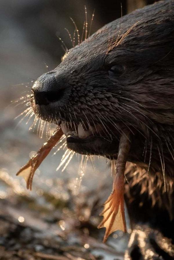35個硬核動物鏡頭：狠人騎電動車馱鱷魚回家，狂躁症貓咪見人就打