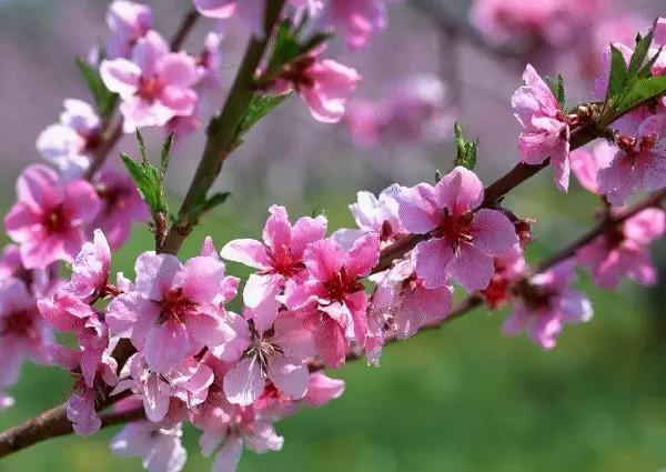 春暖花開賞花時，教你辨識這幾種相似的花，別再被朋友說不懂花了