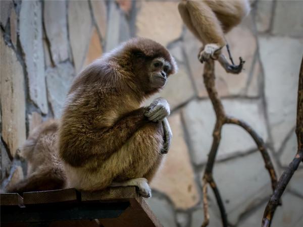 動物除了會越獄，還會抑鬱、還會自殺