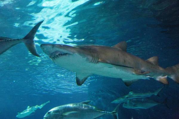 海中“虎王”拜大年！虎年新春，這個科普展不容錯過愛申活暖心春