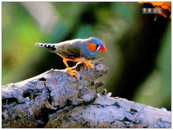 國際旅遊攝影網鳥類相簿--斑胸草雀