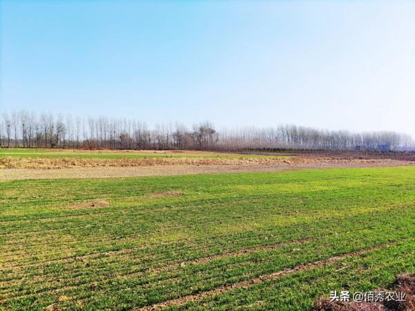 我國將克服農業秸稈處理難題，“另類”還田方式，蘊含巨大商機