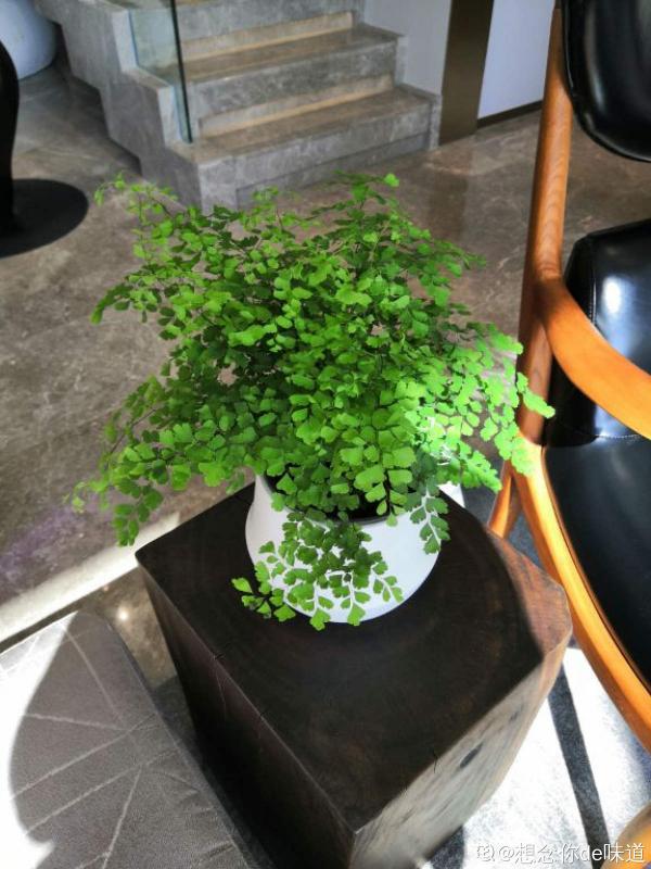 家裡光照不夠，養3種喜陰植物，耐陰好養活