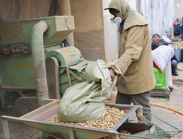 農戶是賣花生果划算，還是賣花生仁划算，老人的經驗太豐富了