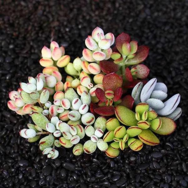 神奇的大自然之多肉植物！竟然很多都沒見過！太神奇了！（下）