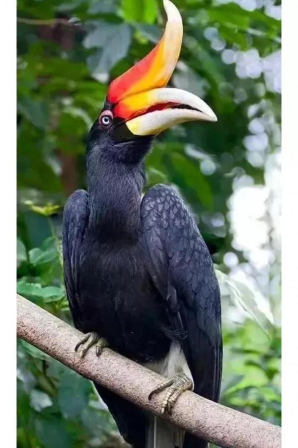 分享&mdash;&mdash;天生麗質的鳥兒