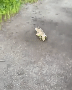 小奶狗影帝附體！飛奔、滑倒、爬起，碰瓷三連一氣呵成