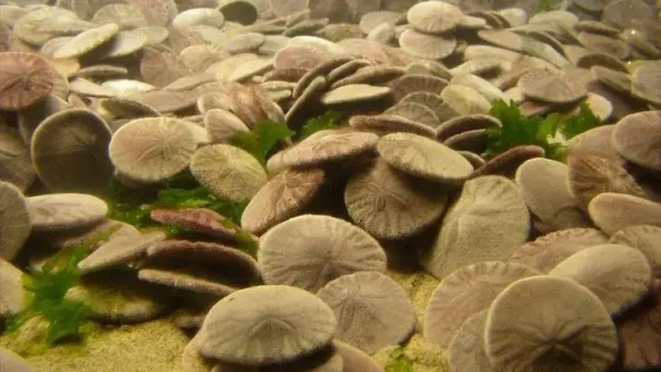 想去沙灘撿“錢”嗎?曾被誤認為是亞特蘭蒂斯人的古錢幣 想去沙灘撿“錢”嗎?曾被誤認為是亞特蘭蒂斯人的古錢幣