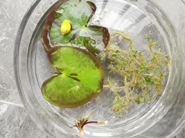 陽臺植物生長日記_第6天