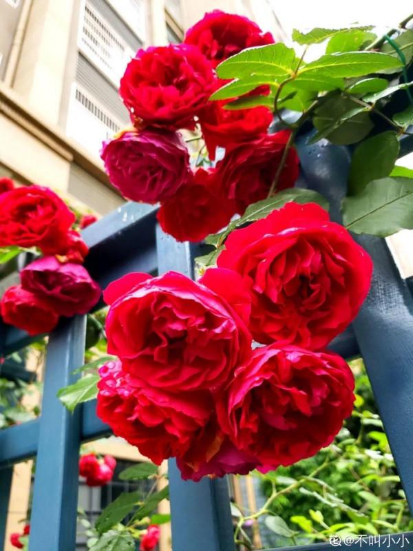 帶著父母回農村，把老院子種滿花，過簡單生活