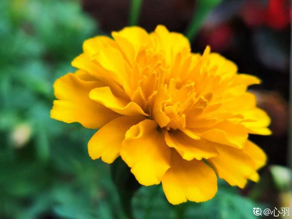 秋天就要金燦燦，盤點6種金黃色的花，秋天氛圍感滿滿