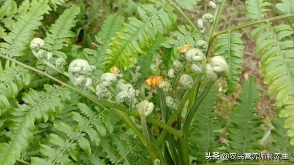 農民當柴火燒的蕨菜，不知三大用途很實用，值得了解