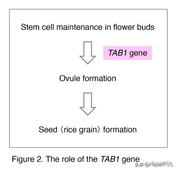 Development：日本科學家發現水稻決定水稻產量的TAB1基因
